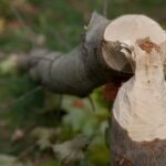A close up of a tree stump with a bird perched on top of it